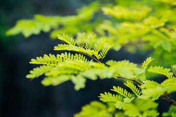 fern leaf in the forest