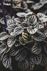dried flowers on a wooden table