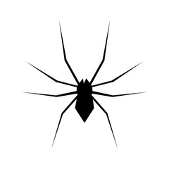 Spider Black Widow. Black bug spider silhouette, isolated white background