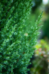 fern leaves