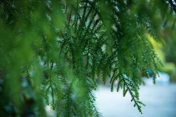 pine branches