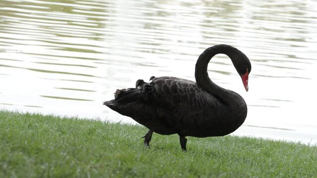 Black swan in the city park near the pond