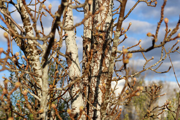 branches of a birch
