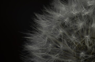 Obraz premium Dandelion fluff close up
