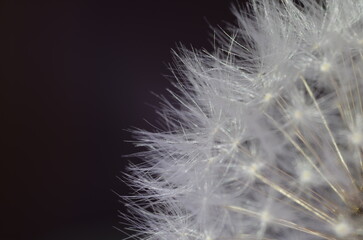 Dandelion fluff close up