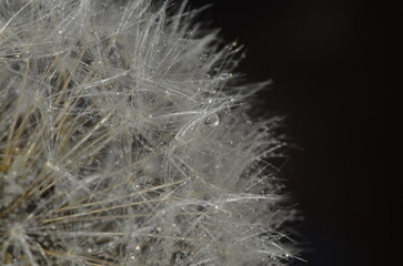 Dandelion fluff close up