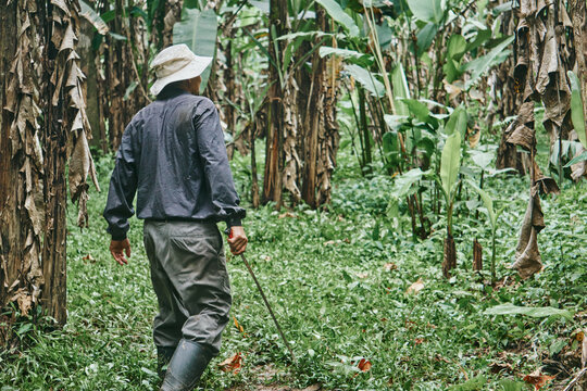 Anonymous farmer with machete in jungle