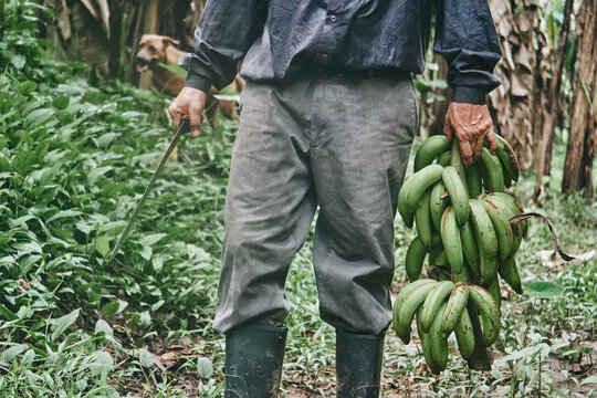Anonymous man with bananas walking amidst trees