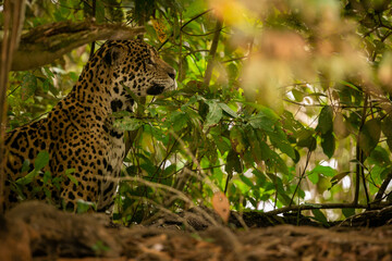 Fototapeta na wymiar Beautiful and endangered american jaguar in the nature habitat. Panthera onca, wild brasil, brasilian wildlife, pantanal, green jungle, big cats.