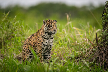 Beautiful and endangered american jaguar in the nature habitat. Panthera onca, wild brasil, brasilian wildlife, pantanal, green jungle, big cats. - obrazy, fototapety, plakaty