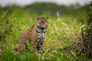 Foto op Aluminium Beautiful and endangered american jaguar in the nature habitat. Panthera onca, wild brasil, brasilian wildlife, pantanal, green jungle, big cats. © photocech