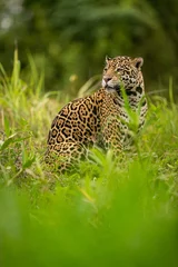 Foto op Plexiglas Beautiful and endangered american jaguar in the nature habitat. Panthera onca, wild brasil, brasilian wildlife, pantanal, green jungle, big cats. © photocech