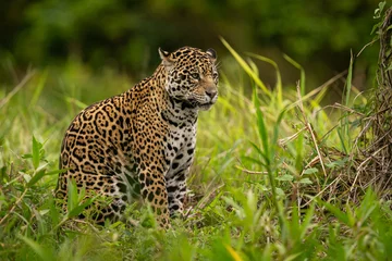 Tuinposter Mooie en bedreigde Amerikaanse jaguar in de natuurhabitat. Panthera onca, wild brasil, braziliaanse dieren in het wild, pantanal, groene jungle, grote katten. © photocech
