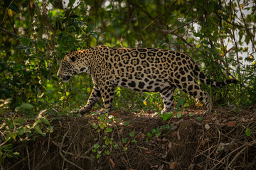 Beautiful and endangered american jaguar in the nature habitat. Panthera onca, wild brasil, brasilian wildlife, pantanal, green jungle, big cats.
