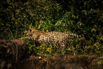 Beautiful and endangered american jaguar in the nature habitat. Panthera onca, wild brasil, brasilian wildlife, pantanal, green jungle, big cats.