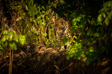 Naklejka na ściany i meble Beautiful and endangered american jaguar in the nature habitat. Panthera onca, wild brasil, brasilian wildlife, pantanal, green jungle, big cats.