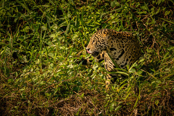 Naklejka na ściany i meble Beautiful and endangered american jaguar in the nature habitat. Panthera onca, wild brasil, brasilian wildlife, pantanal, green jungle, big cats.