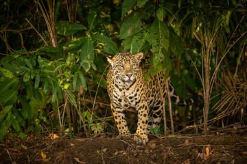 Beautiful and endangered american jaguar in the nature habitat. Panthera onca, wild brasil,...