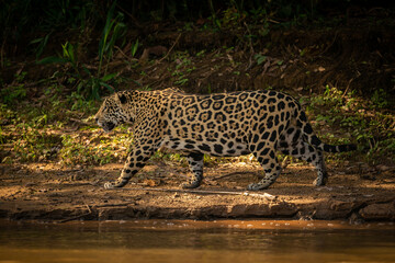Fototapeta na wymiar Beautiful and endangered american jaguar in the nature habitat. Panthera onca, wild brasil, brasilian wildlife, pantanal, green jungle, big cats.