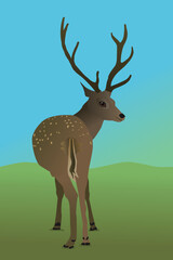 
A vector illustration of a deer in the field. You see the animal from its behind and it looks backwards at you. It's a male deer with antlers. He stands before small hills.