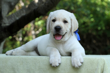 yellow labrador puppy in summer close up