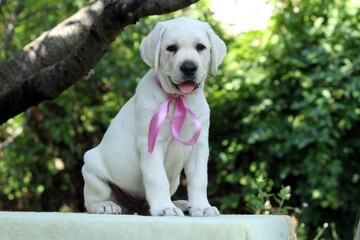the yellow labrador puppy in summer close up