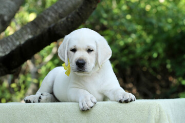 a sweet nice yellow labrador puppy in summer close up