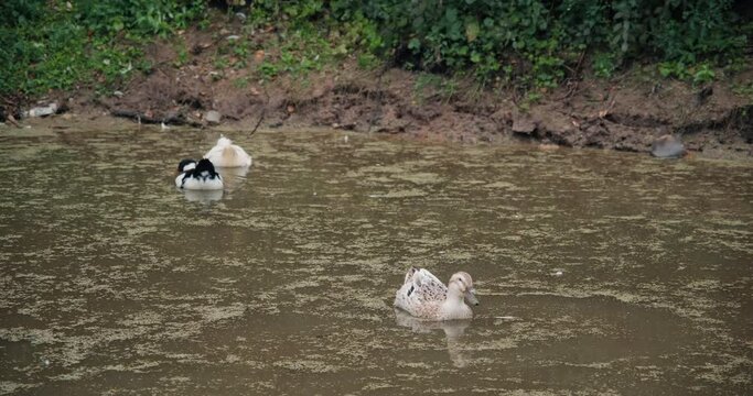 White domestic geese and ducks swim in pond on farm. Natural agriculture, private farmstead and production of eco products. Latin, international name of birds is Anser anser and Anas platyrhynchos