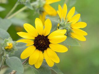 coreopsis flower