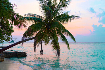 picturesque sunrise in the Maldives island, the sun rising from the Indian ocean and reflected in the water, travel concept, palm trees hanging over the water