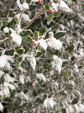 snow covered branches