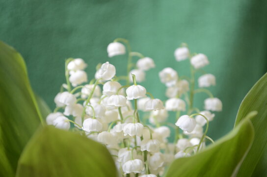 Lily Of The Valley Close Up