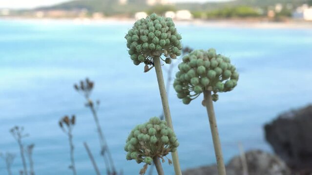 Round flowers of wild Allium antonii bolosii, a type of onion in the Amaryllis family, commonly called the Mallorca onion. It is native to the Balearic Islands in the western Mediterranean, Spain.