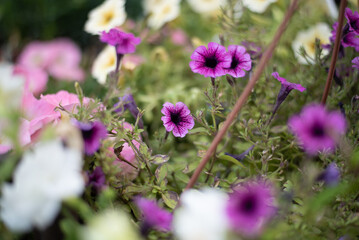 purple flowers in the garden