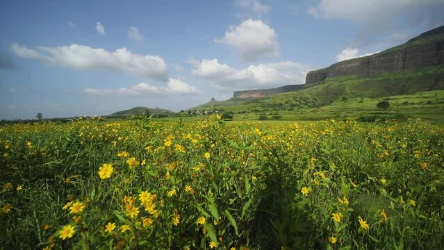 Blooming Yellow Flower Within The Surrounding Nature Near Brahmagiri Hill, Western Ghats Of Maharashtra, India. Panning Shot