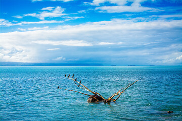 Fototapeta premium A flock of New Zealand large shag (cormorant) perched on a tree branch in the water. Natural background