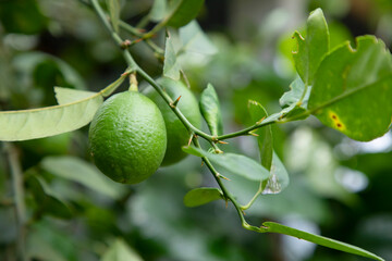 Fresh green raw lemon in the Garden tree. Testy lemon fruits. Refreshing summer drink ingredient