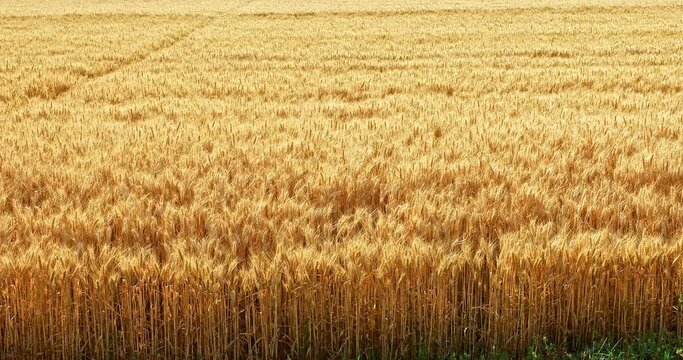 Ripe wheat field nature scenery in summer. Agricultural scene. Yellow ears of wheat swaying in the wind.
