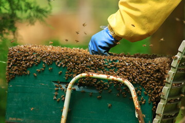 Beekeeper removing honeycomb from beehive