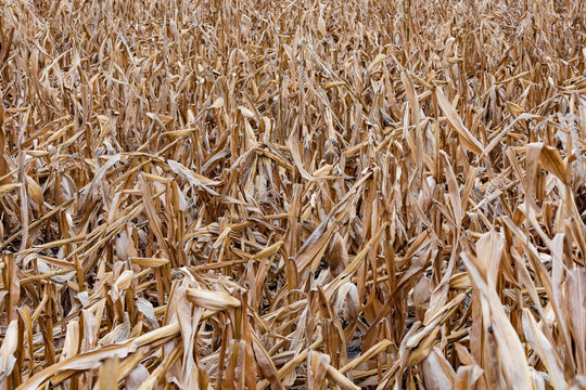 Corn crop failure due to severe weather and drought
