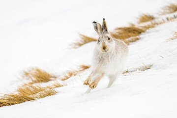 Closeup of a mountain hare running in the white snow