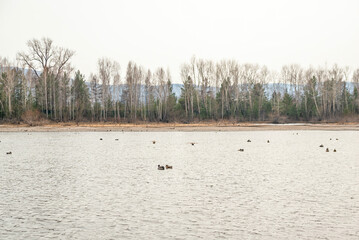 flock of ducks on the river in autumn, selective focus