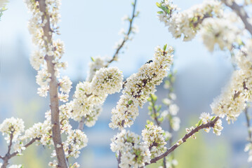blooming apple tree branches on a warm spring day, selective focus