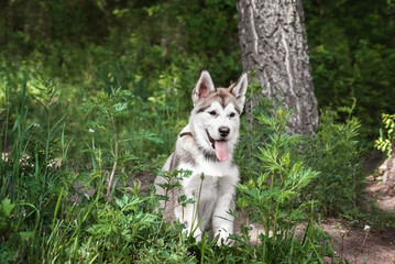a malamute puppy is sitting in the forest for a walk