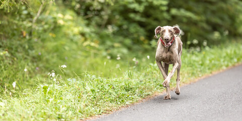 Happy Weimaraner dog runs loose on the side of a road surrounded by green nature