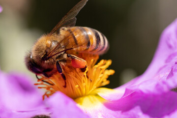 Macro of a bee on a flower. Pollination in the spring. Importance of honey bees for plant reproduction. Bee