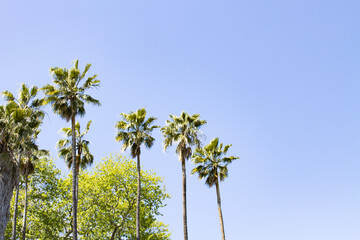 Naklejka premium Palm leaves and palm trees contrast with the blue sky. Background with palm trees and blue sky and space for copy