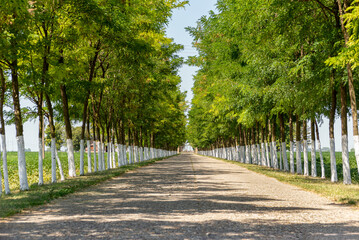 Fototapeta na wymiar Perspective of tree lined road with the bleached trees