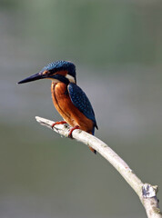 Close up of a Kingfisher perched on a branch, Attenborough Nature Reserve, Nottinghamshire England
