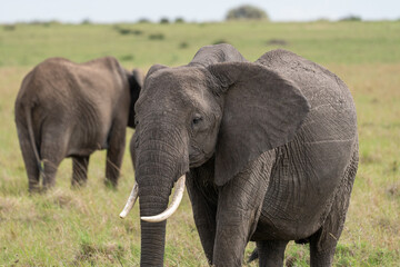 Fototapeta na wymiar Beautiful portrait of an elephant in the masai mara national reserve in Kenya, Africa